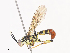  ( - CBG-A41790-E11)  @11 [ ] CreativeCommons - Attribution Share - Alike (2024) CBG Photography Group Centre for Biodiversity Genomics