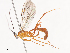  (Netelia Malaise7249 - CBG-A41790-F01)  @11 [ ] CreativeCommons - Attribution Share - Alike (2024) CBG Photography Group Centre for Biodiversity Genomics