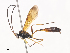  ( - CBG-A41790-F04)  @11 [ ] CreativeCommons - Attribution Share - Alike (2024) CBG Photography Group Centre for Biodiversity Genomics