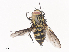  (Lixophaga Malaise0441 - CBG-A41790-G11)  @11 [ ] CreativeCommons - Attribution Share - Alike (2024) CBG Photography Group Centre for Biodiversity Genomics