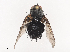  (Eudexia Malaise0438 - CBG-A41791-A07)  @11 [ ] CreativeCommons - Attribution Share - Alike (2024) CBG Photography Group Centre for Biodiversity Genomics