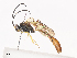  (Dusona SD-654 - CBG-A41792-E11)  @11 [ ] CreativeCommons - Attribution Share - Alike (2024) CBG Photography Group Centre for Biodiversity Genomics