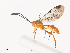  ( - CBG-A41792-G08)  @11 [ ] CreativeCommons - Attribution Share - Alike (2024) CBG Photography Group Centre for Biodiversity Genomics