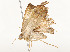  ( - CBG-A54421-D07)  @11 [ ] CreativeCommons - Attribution Share - Alike (2024) CBG Photography Group Centre for Biodiversity Genomics