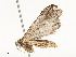  ( - CBG-A54421-G04)  @11 [ ] CreativeCommons - Attribution Share - Alike (2024) CBG Photography Group Centre for Biodiversity Genomics