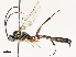  ( - CBG-A54424-A05)  @11 [ ] CreativeCommons - Attribution Share - Alike (2024) CBG Photography Group Centre for Biodiversity Genomics