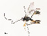  (Hyposoter INB-3 - CBG-A54431-A05)  @11 [ ] CreativeCommons - Attribution Share - Alike (2024) CBG Photography Group Centre for Biodiversity Genomics