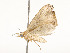  ( - CBG-A54432-E04)  @11 [ ] CreativeCommons - Attribution Share - Alike (2024) CBG Photography Group Centre for Biodiversity Genomics