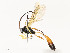  ( - CBG-A54437-B02)  @11 [ ] CreativeCommons - Attribution Share - Alike (2024) CBG Photography Group Centre for Biodiversity Genomics