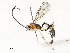  ( - CBG-A54437-B11)  @11 [ ] CreativeCommons - Attribution Share - Alike (2024) CBG Photography Group Centre for Biodiversity Genomics