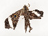  ( - CBG-A54438-B06)  @11 [ ] CreativeCommons - Attribution Share - Alike (2024) CBG Photography Group Centre for Biodiversity Genomics