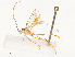  ( - CBG-A54440-G04)  @11 [ ] CreativeCommons - Attribution Share - Alike (2024) CBG Photography Group Centre for Biodiversity Genomics