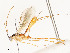  ( - CBG-A54440-H11)  @11 [ ] CreativeCommons - Attribution Share - Alike (2024) CBG Photography Group Centre for Biodiversity Genomics