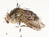  (Ceromya Malaise4475 - CBG-A54475-F06)  @11 [ ] CreativeCommons - Attribution Share - Alike (2024) CBG Photography Group Centre for Biodiversity Genomics