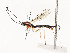  ( - CBG-A54476-B02)  @11 [ ] CreativeCommons - Attribution Share - Alike (2024) CBG Photography Group Centre for Biodiversity Genomics