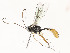  ( - CBG-A54476-C08)  @11 [ ] CreativeCommons - Attribution Share - Alike (2024) CBG Photography Group Centre for Biodiversity Genomics