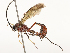  (Dusona INB-07 - CBG-A54479-B09)  @11 [ ] CreativeCommons - Attribution Share - Alike (2024) CBG Photography Group Centre for Biodiversity Genomics