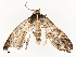  ( - CBG-A54479-D02)  @11 [ ] CreativeCommons - Attribution Share - Alike (2024) CBG Photography Group Centre for Biodiversity Genomics