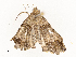 ( - CBG-A54479-G05)  @11 [ ] CreativeCommons - Attribution Share - Alike (2024) CBG Photography Group Centre for Biodiversity Genomics