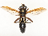  ( - CBG-A54480-B09)  @11 [ ] CreativeCommons - Attribution Share - Alike (2024) CBG Photography Group Centre for Biodiversity Genomics