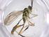  (cryptJanzen01 Malaise2337 - CBG-A54600-F12)  @11 [ ] CreativeCommons - Attribution Share - Alike (2024) Centre for Biodiversity Genomics Centre for Biodiversity Genomics