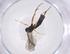  (Diadegma Malaise7998 - CBG-A57898-F10)  @11 [ ] CreativeCommons - Attribution Share - Alike (2024) Centre for Biodiversity Genomics Centre for Biodiversity Genomics