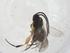  (Dolichogenidea Malaise6601 - CBG-A57909-A02)  @11 [ ] CreativeCommons - Attribution Share - Alike (2024) Centre for Biodiversity Genomics Centre for Biodiversity Genomics