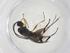  (Dolichogenidea Malaise6590 - CBG-A57921-A03)  @11 [ ] CreativeCommons - Attribution Share - Alike (2024) Centre for Biodiversity Genomics Centre for Biodiversity Genomics