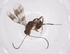  (crypMalaise01 crypMalaise3402 - CBG-A57928-B07)  @11 [ ] CreativeCommons - Attribution Share - Alike (2024) Centre for Biodiversity Genomics Centre for Biodiversity Genomics