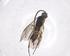  (Dolichogenidea Malaise1793 - CBG-A57947-G05)  @11 [ ] CreativeCommons - Attribution Share - Alike (2024) Centre for Biodiversity Genomics Centre for Biodiversity Genomics