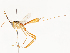  (Macrocentrus Malaise7466 - CBG-A58553-B01)  @11 [ ] CreativeCommons - Attribution Share - Alike (2024) CBG Photography Group Centre for Biodiversity Genomics