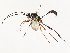  ( - CBG-A58553-C01)  @11 [ ] CreativeCommons - Attribution Share - Alike (2024) CBG Photography Group Centre for Biodiversity Genomics