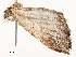  ( - CBG-A58553-H06)  @11 [ ] CreativeCommons - Attribution Share - Alike (2024) CBG Photography Group Centre for Biodiversity Genomics