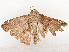  ( - CBG-A58554-A03)  @11 [ ] CreativeCommons - Attribution Share - Alike (2024) CBG Photography Group Centre for Biodiversity Genomics