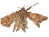  ( - CBG-A58554-A11)  @11 [ ] CreativeCommons - Attribution Share - Alike (2024) CBG Photography Group Centre for Biodiversity Genomics