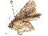  ( - CBG-A58554-A12)  @11 [ ] CreativeCommons - Attribution Share - Alike (2024) CBG Photography Group Centre for Biodiversity Genomics
