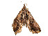  ( - CBG-A58554-B03)  @11 [ ] CreativeCommons - Attribution Share - Alike (2024) CBG Photography Group Centre for Biodiversity Genomics