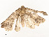  ( - CBG-A58554-B10)  @11 [ ] CreativeCommons - Attribution Share - Alike (2024) CBG Photography Group Centre for Biodiversity Genomics