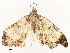  ( - CBG-A58554-C03)  @11 [ ] CreativeCommons - Attribution Share - Alike (2024) CBG Photography Group Centre for Biodiversity Genomics