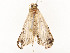  ( - CBG-A58554-D11)  @11 [ ] CreativeCommons - Attribution Share - Alike (2024) CBG Photography Group Centre for Biodiversity Genomics