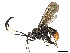  (crypMalaise01 Malaise6460 - CBG-A58556-B12)  @11 [ ] CreativeCommons - Attribution (2024) CBG Photography Group Centre for Biodiversity Genomics
