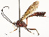  ( - CBG-A58556-D05)  @11 [ ] CreativeCommons - Attribution Share - Alike (2024) CBG Photography Group Centre for Biodiversity Genomics