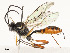  ( - CBG-A58556-E05)  @11 [ ] CreativeCommons - Attribution Share - Alike (2024) CBG Photography Group Centre for Biodiversity Genomics