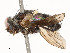  ( - CBG-A58557-F10)  @11 [ ] CreativeCommons - Attribution Share - Alike (2024) CBG Photography Group Centre for Biodiversity Genomics