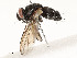  ( - CBG-A58557-G05)  @11 [ ] CreativeCommons - Attribution Share - Alike (2024) CBG Photography Group Centre for Biodiversity Genomics