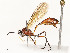  (Dusona GAU-07 - CBG-A58559-A04)  @11 [ ] CreativeCommons - Attribution Share - Alike (2025) CBG Photography Group Centre for Biodiversity Genomics