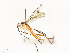  (cryptJanzen01 Malaise2730 - CBG-A58559-F06)  @11 [ ] CreativeCommons - Attribution Share - Alike (2025) CBG Photography Group Centre for Biodiversity Genomics