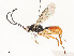  (crypMalaise01 Malaise3498 - CBG-A58559-G12)  @11 [ ] CreativeCommons - Attribution Share - Alike (2025) CBG Photography Group Centre for Biodiversity Genomics