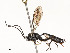  (Hyposoter Malaise8559 - CBG-A58559-H04)  @11 [ ] CreativeCommons - Attribution Share - Alike (2025) CBG Photography Group Centre for Biodiversity Genomics
