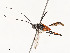  ( - CBG-A58560-A05)  @11 [ ] CreativeCommons - Attribution Share - Alike (2025) CBG Photography Group Centre for Biodiversity Genomics